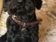 How Long Do Cockapoos Live? Discover the Life Expectancy of Cockapoo Dogs 14 How Long Do Cockapoos Live