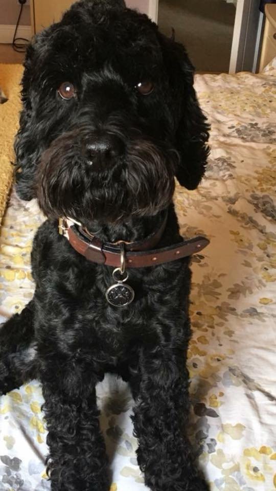 How Long Do Cockapoos Live