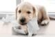 How Long is Puppy Teething? Discover the Timeline and Tips! 8 How Long is Puppy Teething