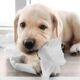 How Long is Puppy Teething? Discover the Timeline and Tips! 7 How Long is Puppy Teething