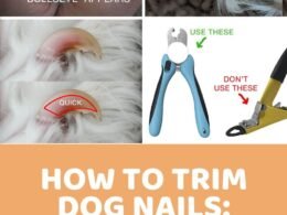 How Long Should a Dog'S Nails Be