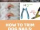 How Long Should a Dog's Nails Be: The Ultimate Guide to Nail Length 50 How Long Should a Dog'S Nails Be