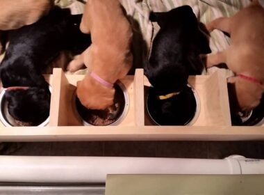 How Much Gruel Should a 4-Week Old Puppy Eat