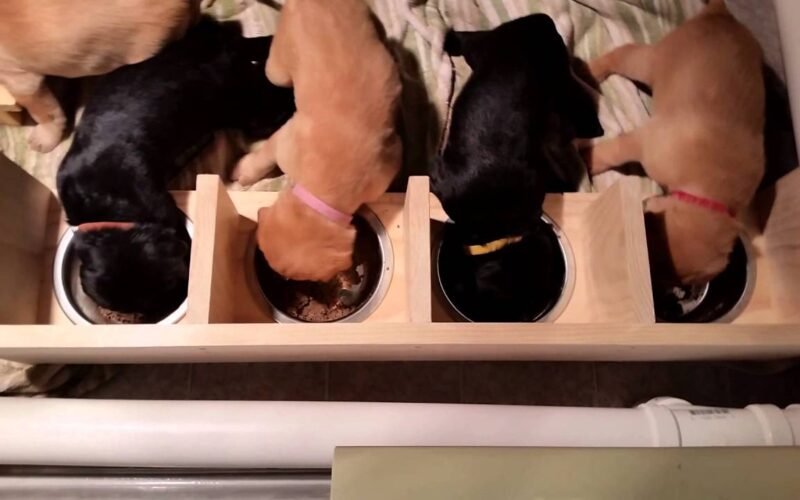 How Much Gruel Should a 4-Week Old Puppy Eat