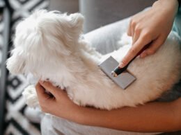 How to Clear a Dog'S Anal Glands