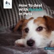 How to Treat Hairballs in Dogs