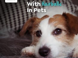 How to Treat Hairballs in Dogs