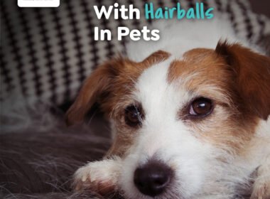 How to Treat Hairballs in Dogs