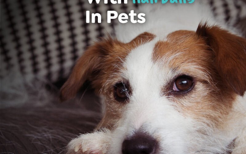 How to Treat Hairballs in Dogs