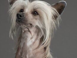 Long Haired Dalmatian Dog