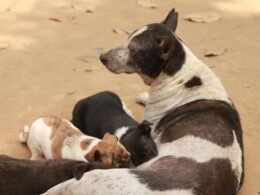Mother Dog Stopped Feeding Puppies at 5 Weeks