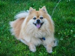 Pomeranian Facts