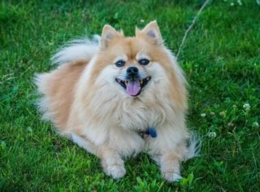 Pomeranian Facts