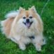 Pomeranian Facts