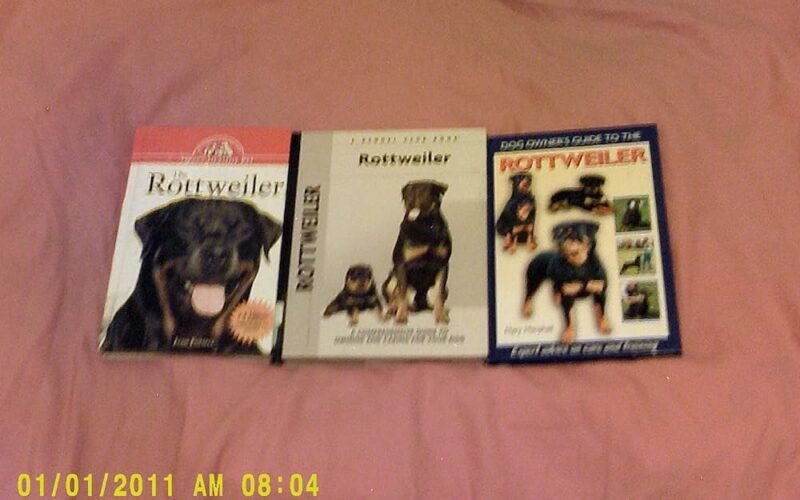 What to Know About Rottweilers