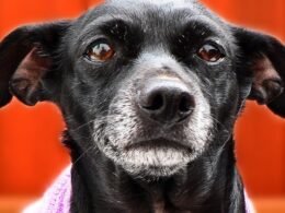 White Discharge from Male Dog