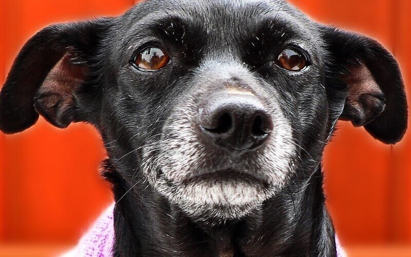 White Discharge from Male Dog