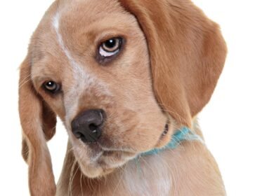 Why Does My Dog Just Stare at Me