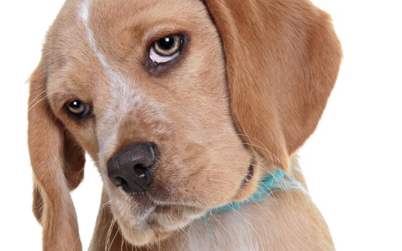 Why Does My Dog Just Stare at Me