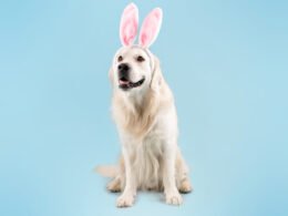 Why Shouldn'T Dogs Eat Grapes