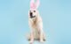 Why Shouldn't Dogs Eat Grapes: Protect Your Pet's Health 5 Why Shouldn'T Dogs Eat Grapes