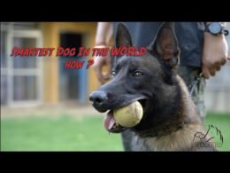 Working Line German Shepherd