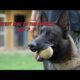 Working Line German Shepherd: Unleash the Power Within 8 Working Line German Shepherd