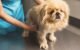 Yellowish Discharge Male Dog: The Ultimate Guide to Dealing with Smegma 5 Yellowish Discharge Male Dog