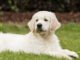 Can Puppys Have Carrots?: The Nutritional Benefits Unveiled 9 Can Puppys Have Carrots