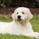 Can Puppys Have Carrots?: The Nutritional Benefits Unveiled 7 Can Puppys Have Carrots