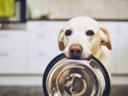 Can You Give Dogs Egg Shells