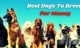 Easiest Dogs to Breed for Money