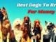 Easiest Dogs to Breed for Money
