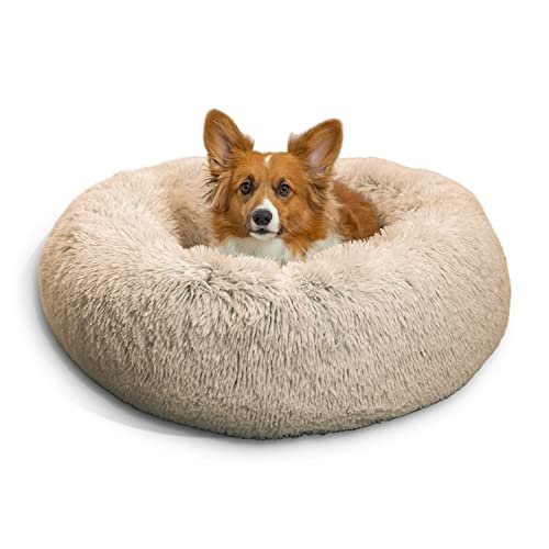 Best Dog Bed Options