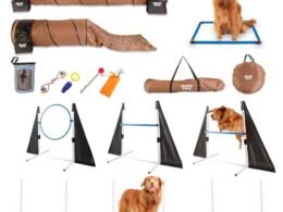 Best Dog Exercise Routines