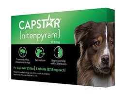 Best Dog Flea Treatments