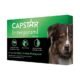 Best Dog Flea Treatments