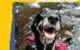 Best Dog-Friendly Parks: Top Picks for Fun Adventures with Your Pooch 5 Best Dog-Friendly Parks