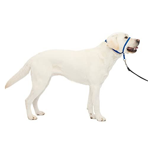 Best Dog Leash Training